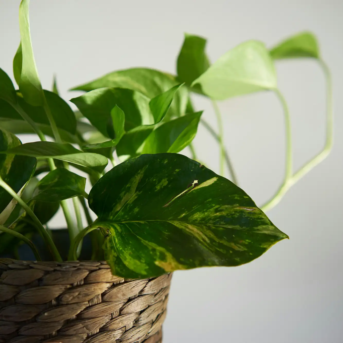 Indoor plant in a calm therapeutic setting